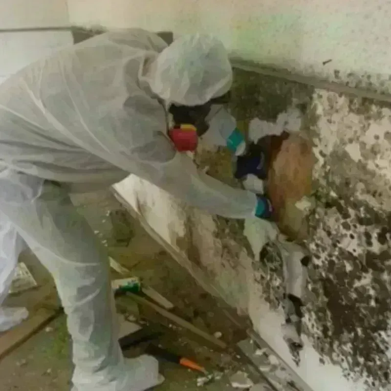 Mold Remediation and Removal in Lamboglia, PR